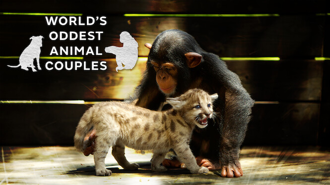 Is 'World's Oddest Animal Couples US' on Netflix in Canada? Where to Watch the Documentary - New On Netflix Canada Is 'World's Oddest Animal Couples US' on Netflix in Canada? Where to Watch the Documentary - New On Netflix Canada